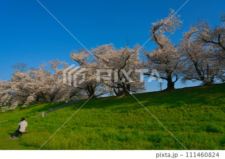 【京都府】3月・休日に満開の桜を見上げながらウォーキング《淀川河川公園背割堤地区》 【京都府】3月・休日に満開の桜を見上げながらウォーキング《淀川河川公園背割堤地区》 111460824