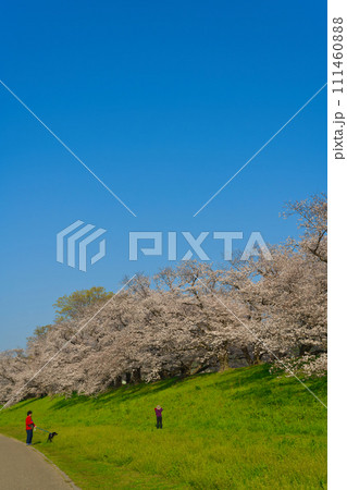 【京都府】3月・休日に満開の桜を見上げながらウォーキング《淀川河川公園背割堤地区》 111460888
