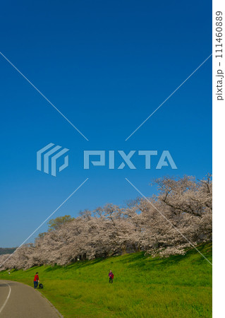 【京都府】3月・休日に満開の桜を見上げながらウォーキング《淀川河川公園背割堤地区》 【京都府】3月・休日に満開の桜を見上げながらウォーキング《淀川河川公園背割堤地区》 111460889