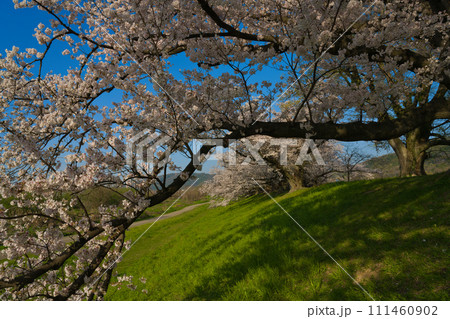 【京都府】3月・青空の桜並木を散歩《淀川河川公園背割堤地区》 【京都府】3月・青空の桜並木を散歩《淀川河川公園背割堤地区》 111460902