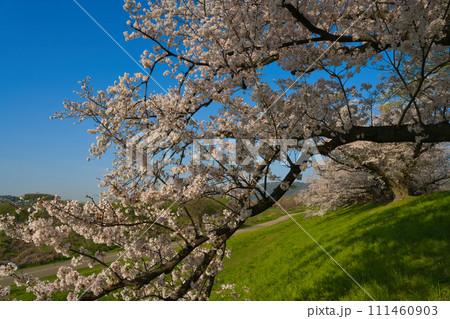 【京都府】3月・青空の桜並木を散歩《淀川河川公園背割堤地区》 【京都府】3月・青空の桜並木を散歩《淀川河川公園背割堤地区》 111460903