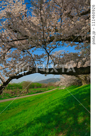 【京都府】3月・青空の桜並木を散歩《淀川河川公園背割堤地区》 【京都府】3月・青空の桜並木を散歩《淀川河川公園背割堤地区》 111460926