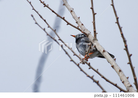 枝に止まるムクドリ科ムクドリ 111461006