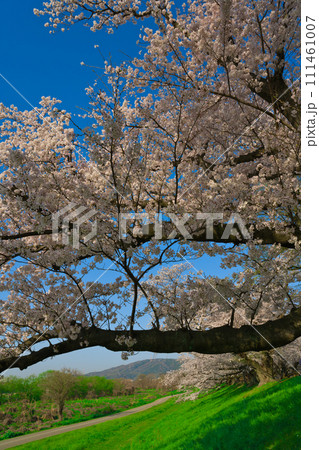 【京都府】3月・何処までも続く桜並木《淀川河川公園背割堤地区》 111461007