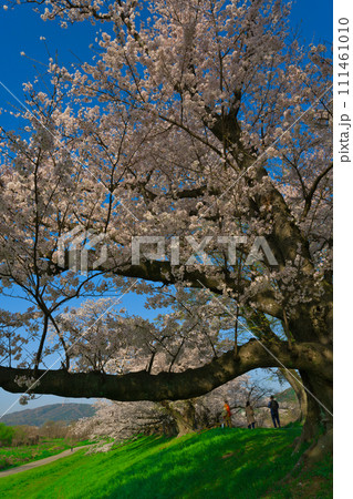 【京都府】3月・何処までも続く桜並木《淀川河川公園背割堤地区》 【京都府】3月・何処までも続く桜並木《淀川河川公園背割堤地区》 111461010