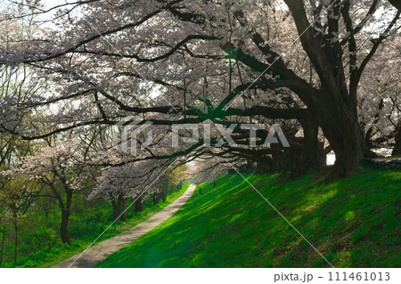【京都府】3月・何処までも続く桜並木《淀川河川公園背割堤地区》 【京都府】3月・何処までも続く桜並木《淀川河川公園背割堤地区》 111461013
