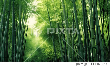 A lush green forest filled with lots of tall bamboo trees 111461043