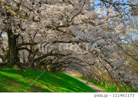【京都府】3月・満開の桜の下で《淀川河川公園背割堤地区》 【京都府】3月・満開の桜の下で《淀川河川公園背割堤地区》 111461173