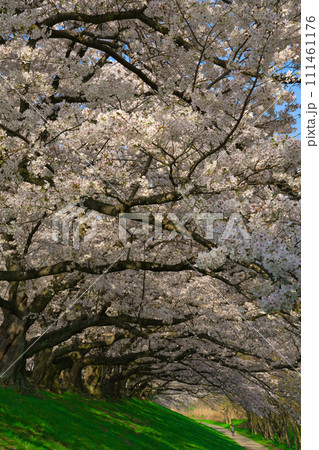 【京都府】3月・満開の桜の下で《淀川河川公園背割堤地区》 【京都府】3月・満開の桜の下で《淀川河川公園背割堤地区》 111461176