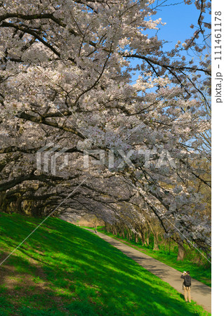 【京都府】3月・満開の桜の下で《淀川河川公園背割堤地区》 【京都府】3月・満開の桜の下で《淀川河川公園背割堤地区》 111461178