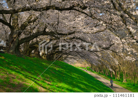 【京都府】3月・満開の桜の下で《淀川河川公園背割堤地区》 111461181