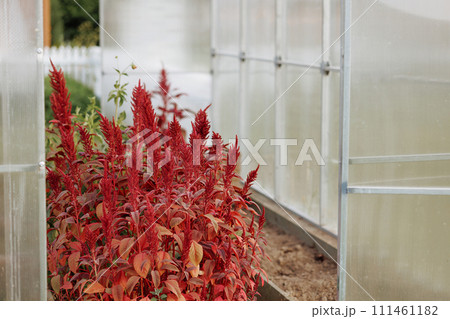 A vibrant collection of red flowering plants in a greenhouse A vibrant collection of red flowering plants in a greenhouse 111461182