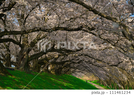【京都府】3月・満開の桜の下で《淀川河川公園背割堤地区》 【京都府】3月・満開の桜の下で《淀川河川公園背割堤地区》 111461234