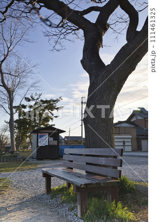 あのベンチと栴檀の木(縦構図3) あのベンチと栴檀の木(縦構図3) 111461325