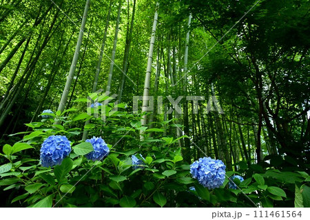 鎌倉の紫陽花と竹林 鎌倉の紫陽花と竹林 111461564