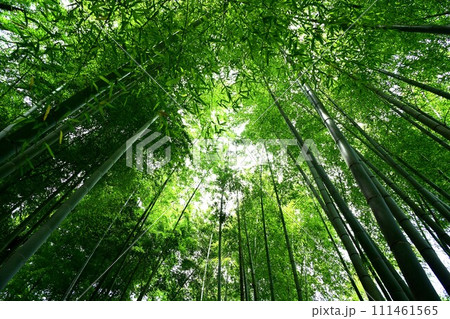 鎌倉と竹林 111461565