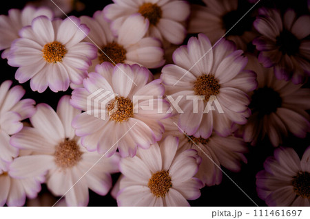 ピンクの縁取りのサイネリアの花 111461697