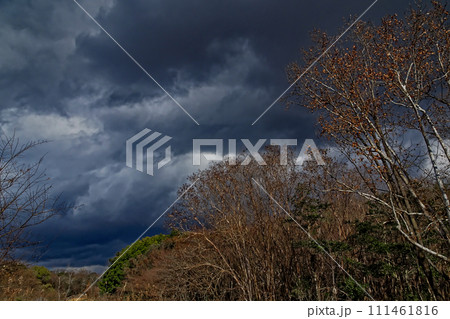冬の日 雑木林と雪雲 冬の日 雑木林と雪雲 111461816