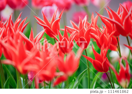 チューリップユリ咲き チューリップユリ咲き 111461862