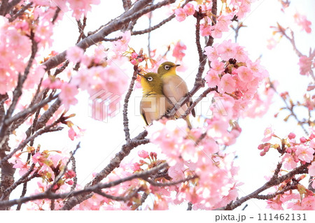 桜と寄り添う2匹のメジロ 2 111462131