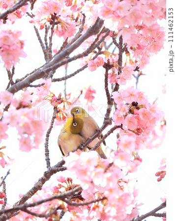 桜と寄り添う2匹のメジロ 8 桜と寄り添う2匹のメジロ 8 111462153