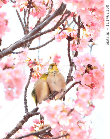 桜と寄り添う2匹のメジロ 13の写真素材 [111462160] - PIXTA