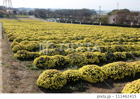 一面に広がる満開の小菊 111462415