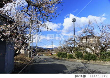 曽我梅林から望む冬の富士山 111462549