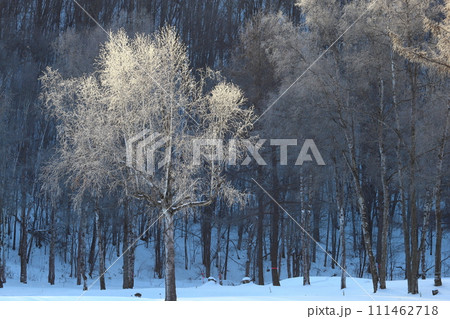 霧氷の林 極寒の朝 白銀の森 霧氷の林 極寒の朝 白銀の森 111462718
