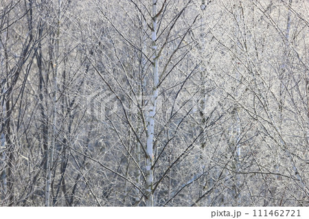 霧氷の林　極寒の朝　白銀の森 111462721
