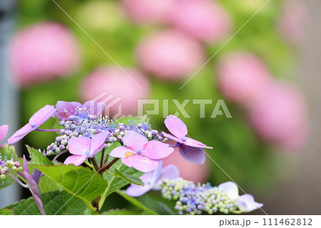 江川せせらぎ遊歩道　紫陽花 111462812