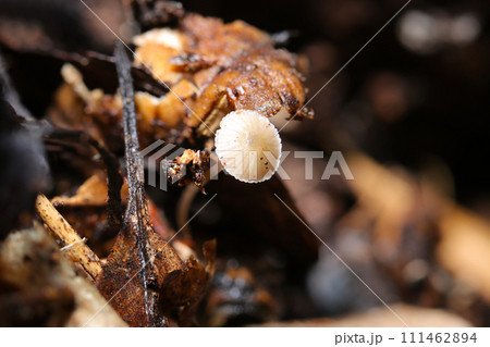 早春、朽木の裏で成長する幼いクヌギタケキノコ（自然光＆ストロボ・マクロレンズ接写） 111462894