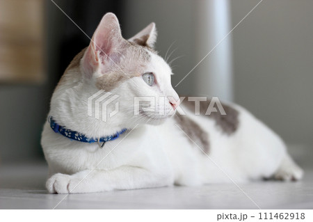 The cat lay on the floor in living room The cat lay on the floor in living room 111462918