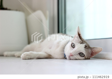 The cat lay on the floor in living room The cat lay on the floor in living room 111462919