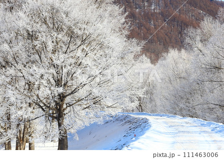 北海道東部　 道東の風景　霧氷　極寒の朝　霧氷に覆われた堤防の河畔林 111463006