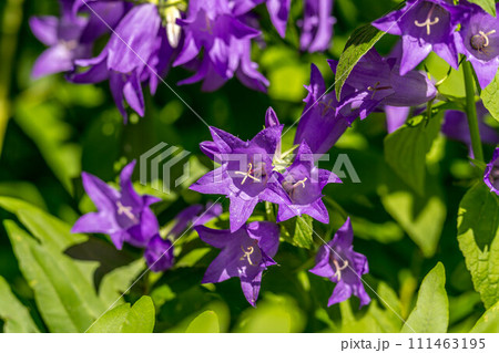 初夏の日差しの下咲く色鮮やかなカンパニュラ 111463195