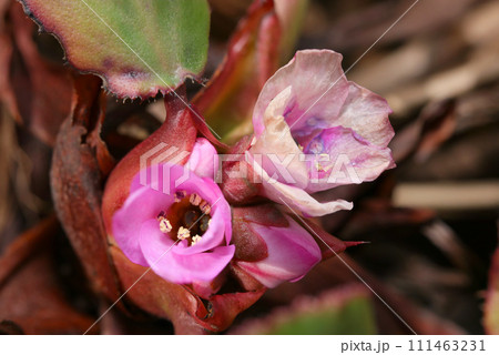 様々なピンクの濃淡が楽しめるナガバユキノシタの花(自然光+ストロボ、マクロ接写撮影) 様々なピンクの濃淡が楽しめるナガバユキノシタの花(自然光+ストロボ、マクロ接写撮影) 111463231