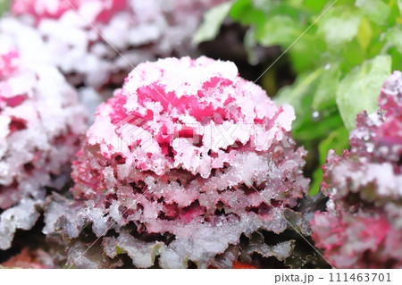 雪の日の花壇 111463701