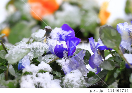 雪の日の花壇 111463712