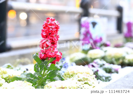 雪の日の花壇 111463724