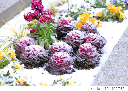 雪の日の花壇 111463725