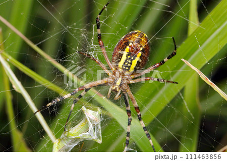 ナガコガネグモのメスが獲物を簀巻きにする様子を腹側から撮影（マクロレンズ使用・自然光・接写写真） 111463856