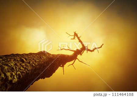 Old dry trees 111464108