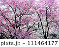 満開のピンクと白の桜の競演 111464177