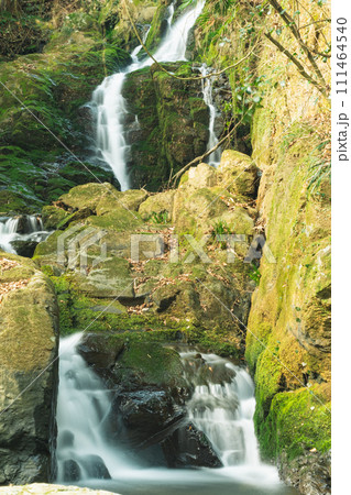 森の中の小さな滝 森の中の小さな滝 111464540
