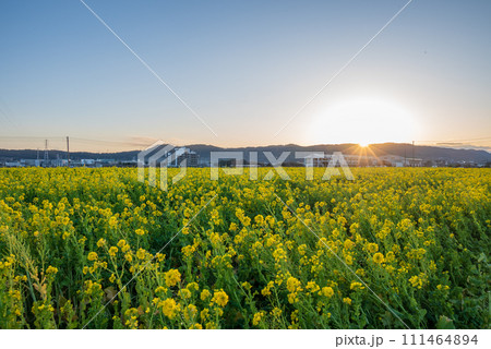 菜の花畑に沈む夕日 111464894