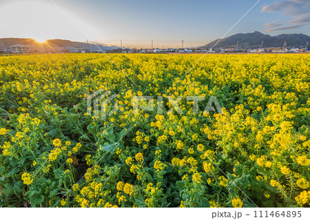 菜の花畑に沈む夕日 菜の花畑に沈む夕日 111464895