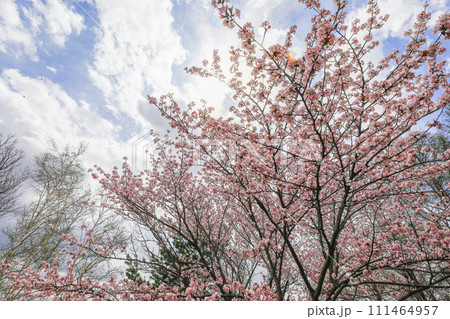 【北海道】青空と桜 111464957