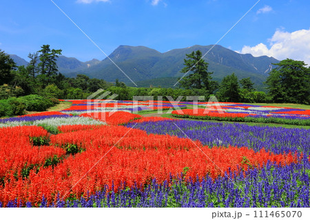 くじゅう連山と満開のサルビア 111465070