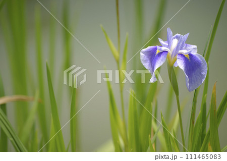 花菖蒲 花菖蒲 111465083